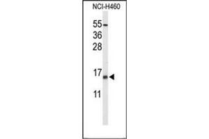 Image no. 1 for anti-KCNE1-Like (KCNE1L) (AA 74-104), (Middle Region) antibody (ABIN953001)