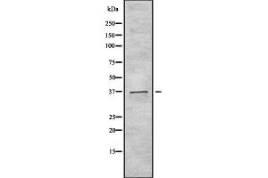 Image no. 2 for anti-Taste Receptor, Type 2, Member 40 (TAS2R40) (Internal Region) antibody (ABIN6265460)