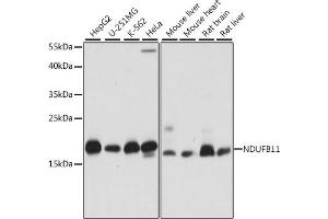 Western blot analysis of extracts of various cell lines, using NDUFB11 antibody (ABIN7268809) at 1:1000 dilution.
