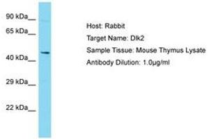 Image no. 1 for anti-delta-Like 2 Homolog (DLK2) (AA 292-341) antibody (ABIN6750322)