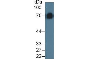 Image no. 4 for anti-Kininogen 1 (KNG1) (AA 19-380) antibody (ABIN1862824)