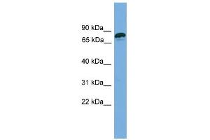 anti-Zinc Finger Protein 790 (ZNF790) (N-Term) antibody