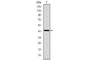 Image no. 4 for anti-LIM and Senescent Cell Antigen-Like Domains 1 (LIMS1) antibody (ABIN1108043)