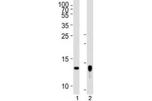 Image no. 1 for anti-Thioredoxin 2 (TXN2) (AA 136-166) antibody (ABIN3029121)