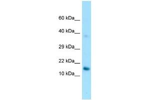 anti-Glycosylphosphatidylinositol Anchored High Density Lipoprotein Binding Protein 1 (GPIHBP1) (C-Term) antibody