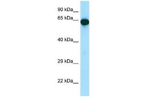 Image no. 1 for anti-UTP15, U3 Small Nucleolar Ribonucleoprotein, Homolog (UTP15) (Middle Region) antibody (ABIN2788479)