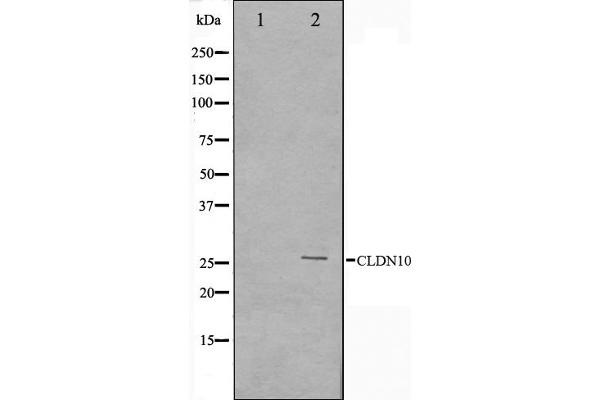 anti-Claudin 10 (CLDN10) (C-Term) antibody