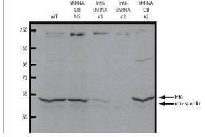 Image no. 1 for anti-Eukaryotic Translation Initiation Factor 3 Subunit E (EIF3E) (C-Term) antibody (ABIN349583)
