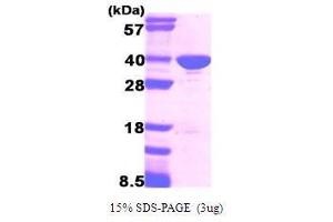 Image no. 1 for Glyceraldehyde-3-Phosphate Dehydrogenase (GAPDH) (AA 1-335) protein (ABIN934988)