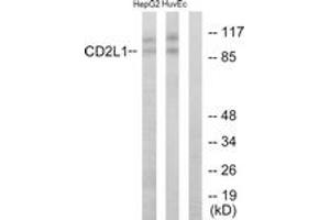 Image no. 1 for anti-Cyclin-Dependent Kinase 11B (CDK11B) (AA 10-59) antibody (ABIN1533654)