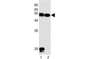 Image no. 1 for anti-delta-Like 1 Homolog (Drosophila) (DLK1) (C-Term) antibody (ABIN3028611)