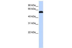 Image no. 1 for anti-Zinc Finger, CCCH-Type with G Patch Domain (ZGPAT) (Middle Region) antibody (ABIN633003)