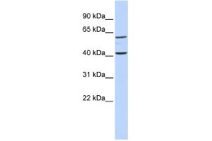 Image no. 2 for anti-Tectonic Family Member 3 (TCTN3) (Middle Region) antibody (ABIN2781966)