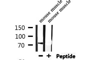 Image no. 2 for anti-Ubiquitin Specific Peptidase 44 (USP44) (Internal Region) antibody (ABIN6258564)