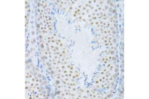 Image no. 17 for anti-Mitogen-Activated Protein Kinase 3 (MAPK3) (N-Term) antibody (ABIN3020725)