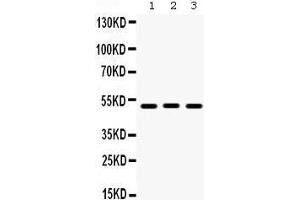 Image no. 1 for anti-Bone Morphogenetic Protein 5 (BMP5) (AA 332-365), (C-Term) antibody (ABIN3043800)