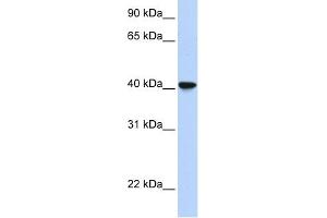 Image no. 1 for anti-Sialic Acid Binding Ig-Like Lectin 6 (SIGLEC6) (Middle Region) antibody (ABIN634641)