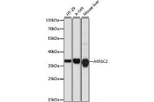 Western blot analysis of extracts of various cell lines using AKR1C2 Polyclonal Antibody at dilution of 1:1000.