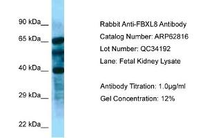 Image no. 1 for anti-F-Box and Leucine-Rich Repeat Protein 8 (FBXL8) (N-Term) antibody (ABIN2789254)