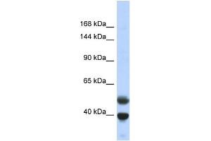 Image no. 1 for anti-PR Domain Containing 7 (PRDM7) (N-Term) antibody (ABIN2781096)