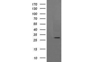 Image no. 4 for anti-Kallikrein 8 (KLK8) antibody (ABIN1498966)