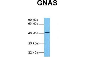 Image no. 7 for anti-GNAS Complex Locus (GNAS) (N-Term) antibody (ABIN2775543)