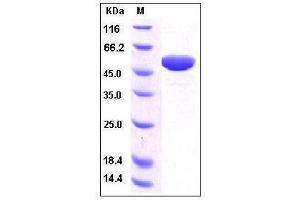 Image no. 1 for Apolipoprotein A-I (APOA1) (AA 1-267), (Proform) (Active) protein (Fc Tag) (ABIN2215170)