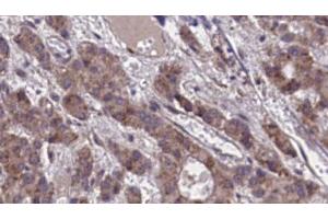 Image no. 2 for anti-G Protein-Coupled Receptor 39 (GPR39) (C-Term) antibody (ABIN6258178)