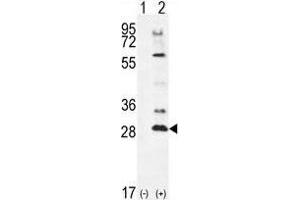 Image no. 1 for anti-Testis Specific Serine Kinase 4 (TSSK4) (AA 233-262), (C-Term) antibody (ABIN955364)
