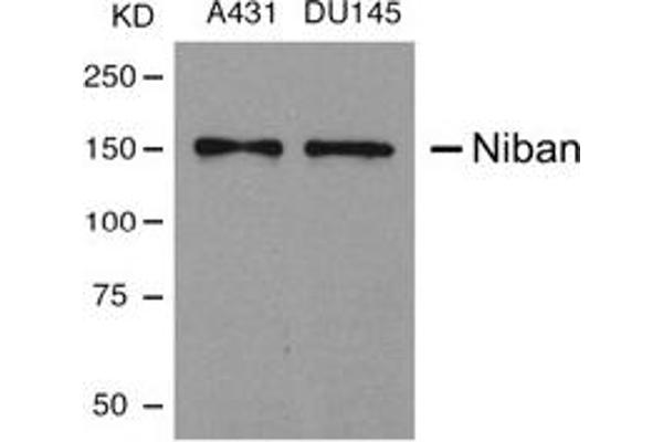 Niban 抗体  (AA 908-920)