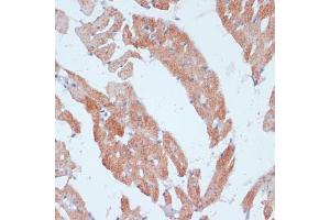 Acsl3 antibody  (AA 42-300)