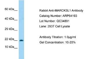Image no. 2 for anti-MARCKS-Like 1 (MARCKSL1) (C-Term) antibody (ABIN2789760)