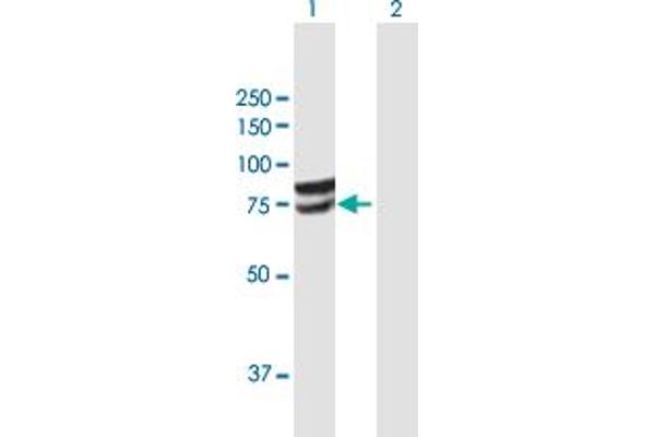 anti-Glucuronic Acid Epimerase (GLCE) (AA 1-617) antibody