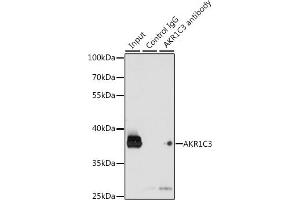 AKR1C3 抗体  (AA 1-323)