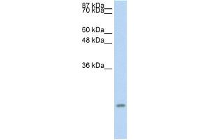 Image no. 1 for anti-Chemokine (C-C Motif) Ligand 13 (CCL13) (Middle Region) antibody (ABIN2792189)