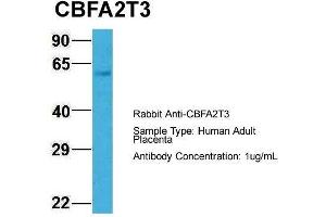 CBFA2T3 antibody  (N-Term)