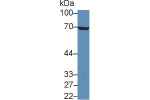 Image no. 2 for anti-Interleukin 20 Receptor alpha (IL20RA) (AA 268-538) antibody (ABIN1859400)