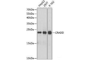 Western blot analysis of extracts of various cell lines using CRADD Polyclonal Antibody at dilution of 1:1000.