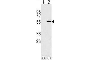 Image no. 3 for anti-Nucleoporin 50kDa (NUP50) (AA 432-461) antibody (ABIN3032078)