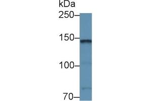 Image no. 4 for anti-Contactin 2 (Axonal) (CNTN2) (AA 802-1008) antibody (ABIN5013392)