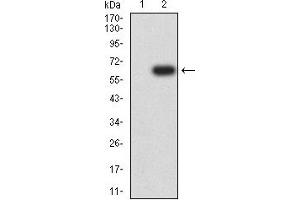 Image no. 2 for anti-T-cell surface glycoprotein CD1c (CD1C) (AA 18-302) antibody (ABIN5611307)