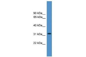 Image no. 2 for anti-Proteasome (Prosome, Macropain) Inhibitor Subunit 1 (PI31) (PSMF1) (Middle Region) antibody (ABIN2787963)