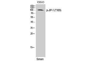 Image no. 1 for anti-Mitogen-Activated Protein Kinase 8 Interacting Protein 1 (MAPK8IP1) (pThr103) antibody (ABIN3182443)