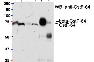 Image no. 2 for anti-Cleavage Stimulation Factor, 3' Pre-RNA, Subunit 2, 64kDa (CSTF2) (Internal Region) antibody (ABIN1686783)