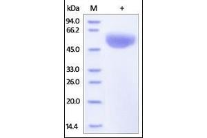 Human CD47, Fc Tag (HPLC-verified) on SDS-PAGE under reducing (R) condition.