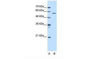 Image no. 2 for anti-serine/threonine Kinase 3 (STK3) (AA 351-400) antibody (ABIN321500)