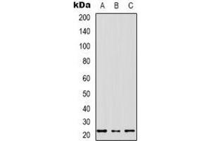 Image no. 2 for anti-Mitochondrial Ribosomal Protein S17 (MRPS17) (N-Term) antibody (ABIN2957674)