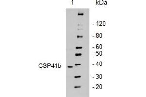 Western Blotting (WB) image for anti-Chloroplast Stem-Loop-Binding Protein (CSP41b) antibody (ABIN249378)