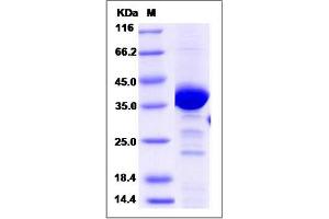 Image no. 1 for N-Ethylmaleimide-Sensitive Factor Attachment Protein, gamma (NAPG) (AA 1-312) protein (His tag) (ABIN2006336)