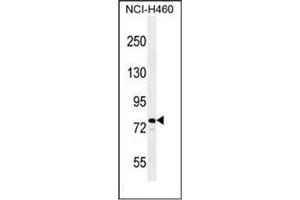 Image no. 2 for anti-RAD54-Like (RAD54L) (AA 641-671), (C-Term) antibody (ABIN954437)